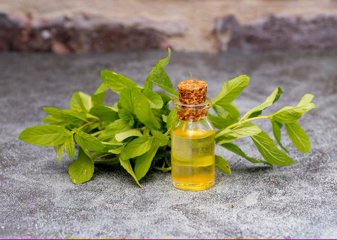 Tulsi Extract