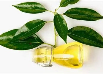 Camphor Hydrosol