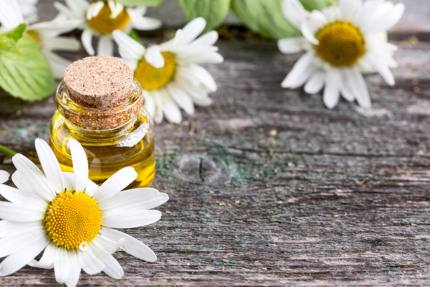 Daisy Flower Extract