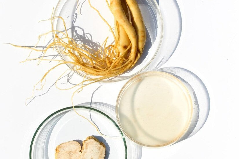 Ginseng Extract