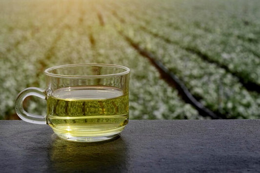 Green Tea Extract